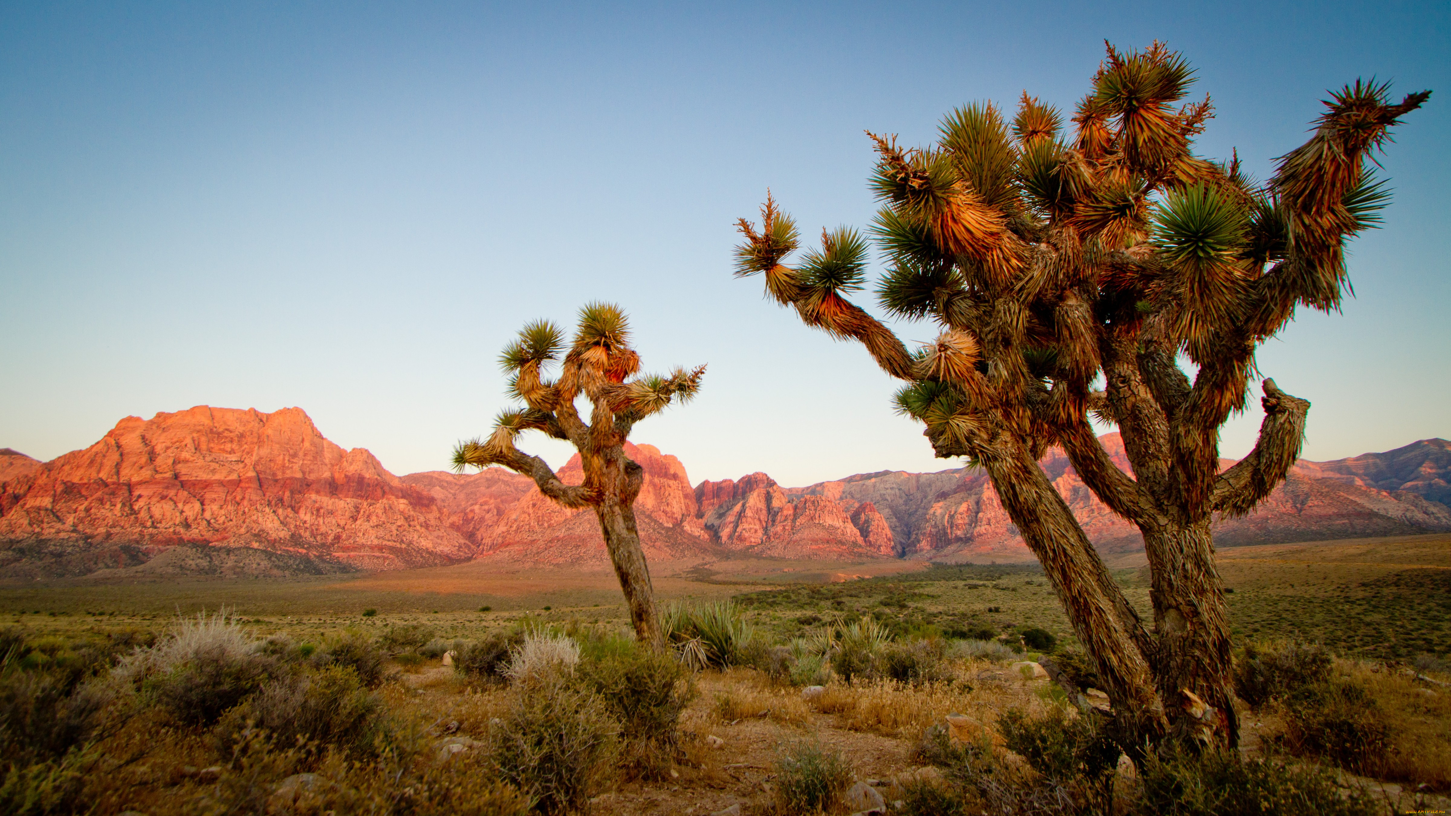 joshua, trees, , , , , , 